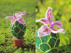 Cactus with pink flower