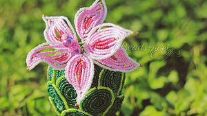 Cactus with pink flower (close-up)