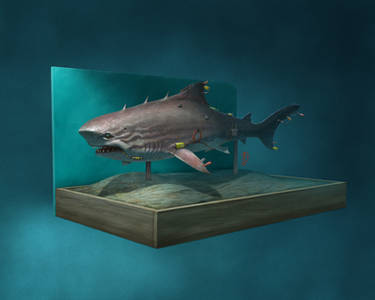 Romer the Wandering Shark
