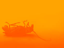 Orange Dead Bug Desktop