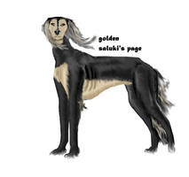 golden saluki's page