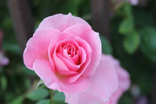 A Pink Rose