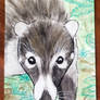 Coati in the Woods