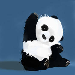 Baby Panda