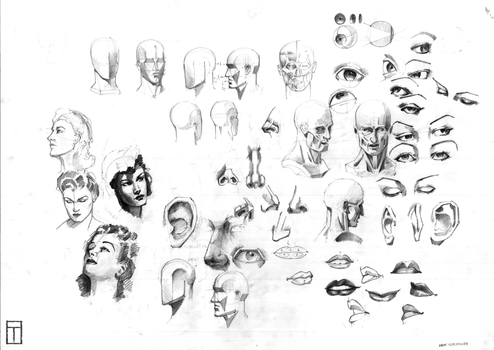 Loomis Head and Features Study