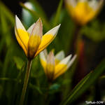 Easter Flowers by TebPixels