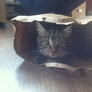 Leo The Cat in a bag (GIF)