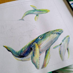 whales wip