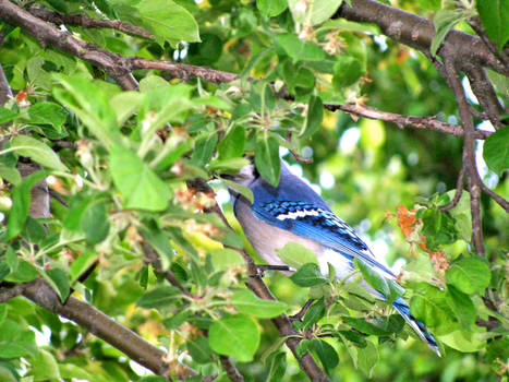 Blue Jay