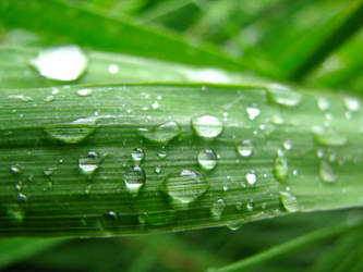 Beads of Water on a Leaf