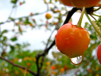 Wet Cherry