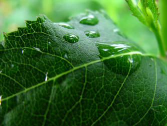 Wet Leaf