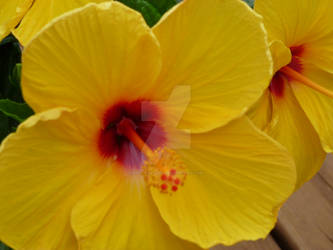 Hibiscus Flower