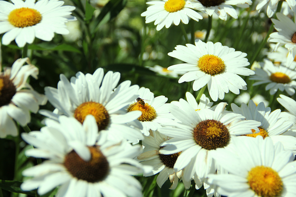 Bee and Daisies