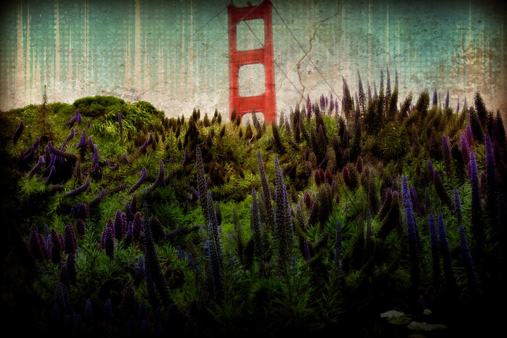 San Francisco Lupines