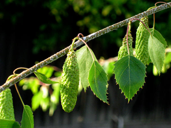 Birch Tree Catkin