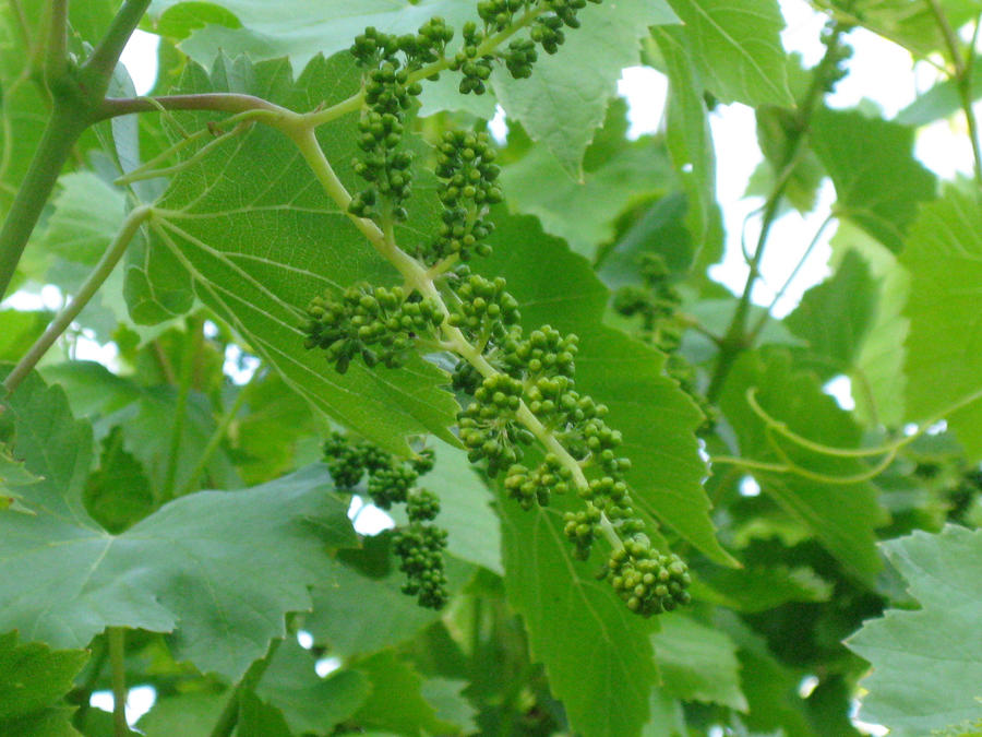 Baby Grapes