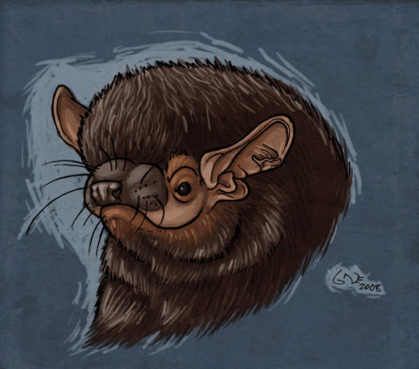 Silver Haired Bat Face By Commander Salamander On Deviantart