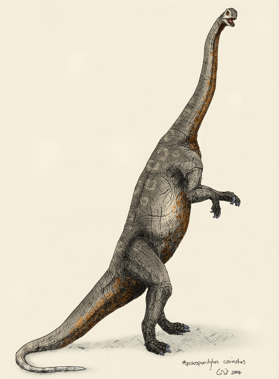 Massospondylus carinatus