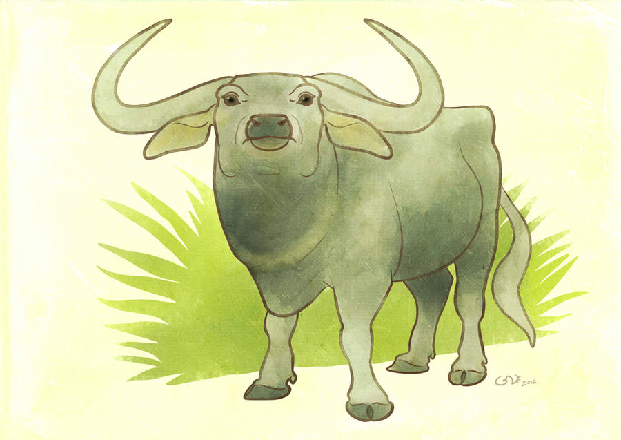 Indian Water Buffalo