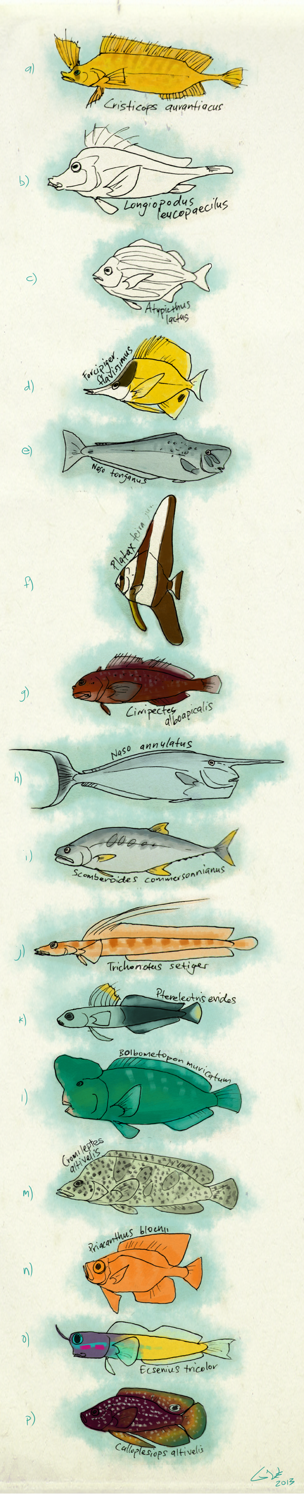 Some Fishes Sketchs