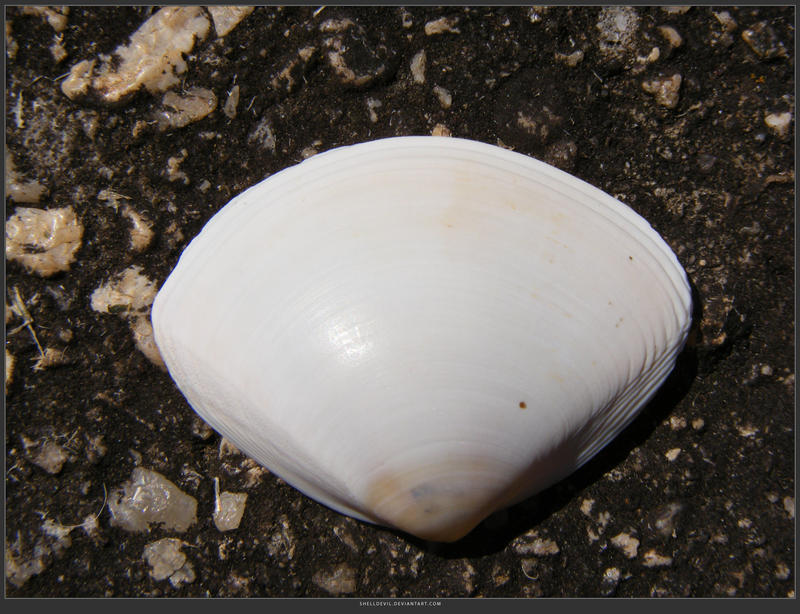 Unrestricted Object Stock - Sea Shell 40