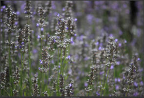 Unrestricted Flower Stock - 45