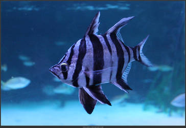 Unrestricted Animal Stock - Fish 01