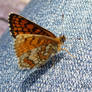 The butterfly on jeans.