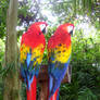 parrots.