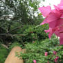 bougainvillea