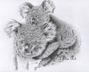 Koalas