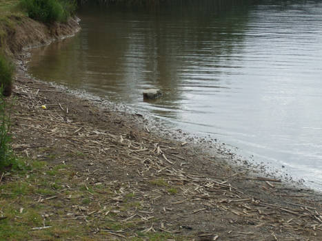 Duck in water