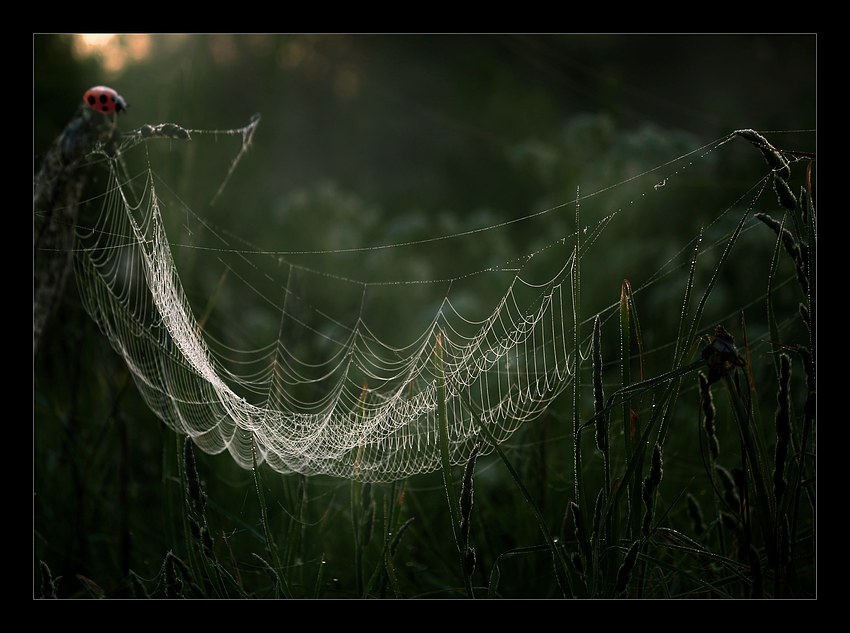 Hammock for Thumbelina