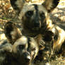 wild dogs