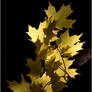 Vermont Maple Leaves