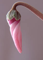 Cyclamen Bud