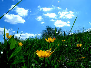 Buttercups