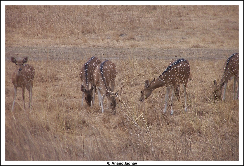 Bhandavgarh - Spotted Deer 03