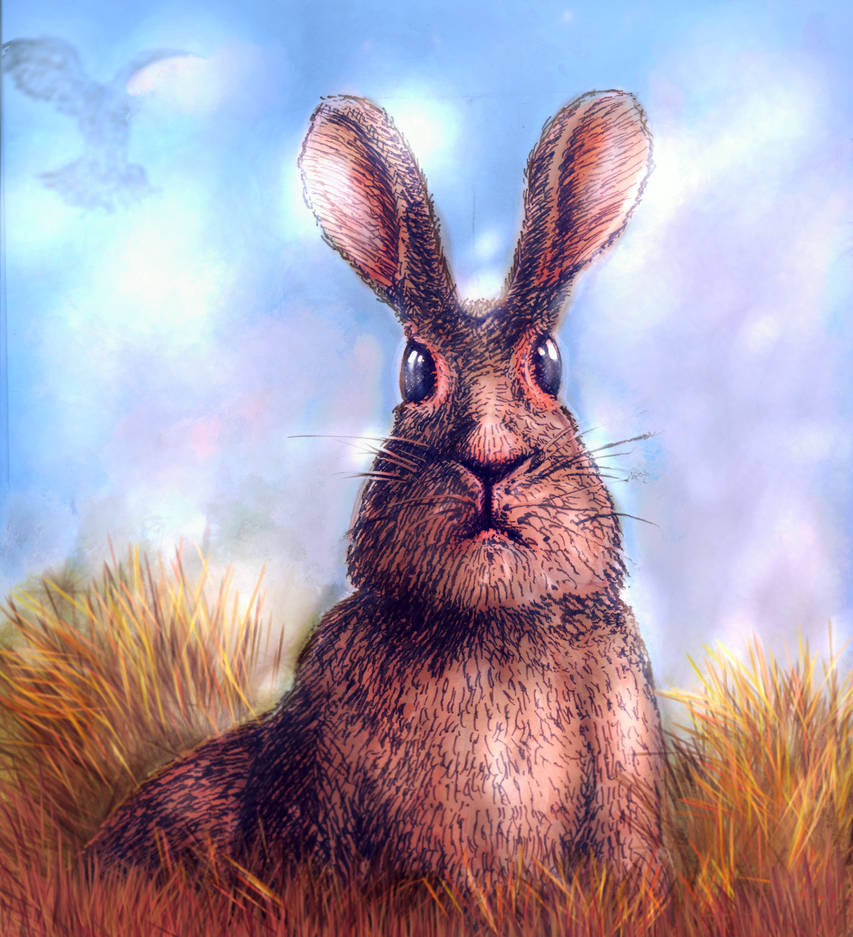 Brown Rabbit Deviantart Rabbit by Amarond on DeviantArt