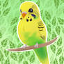 Tweety the Budgie