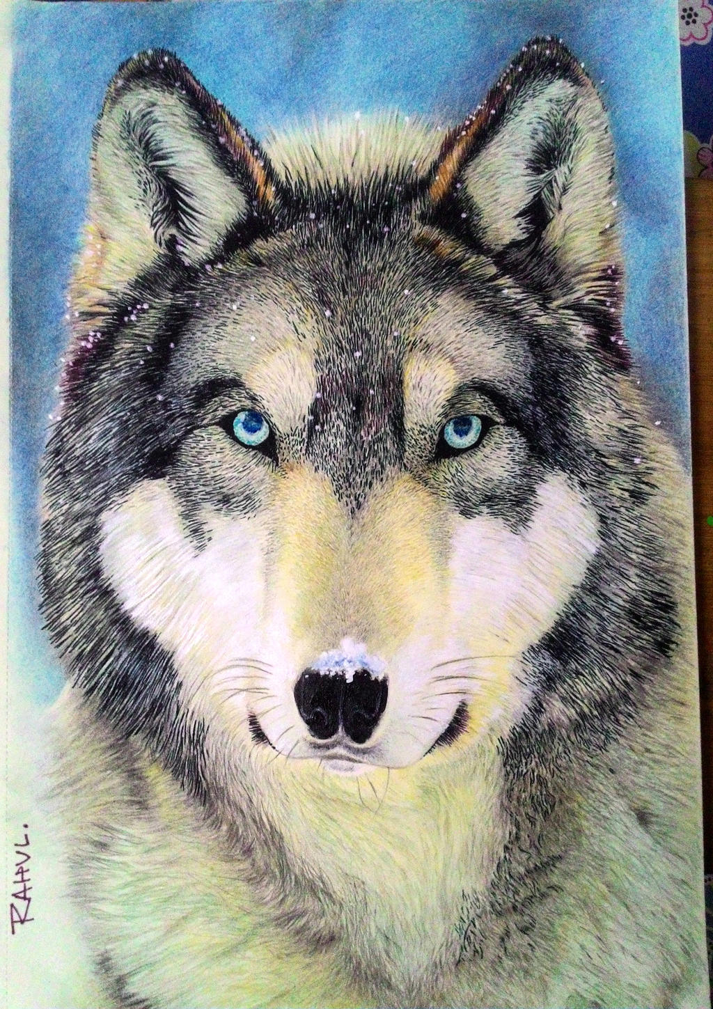 Portrait of a wolf.