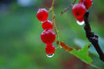Redly by BangaLiquid