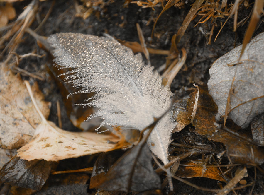 Feather of autumn