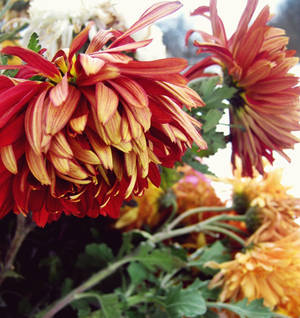 flowers in the snow