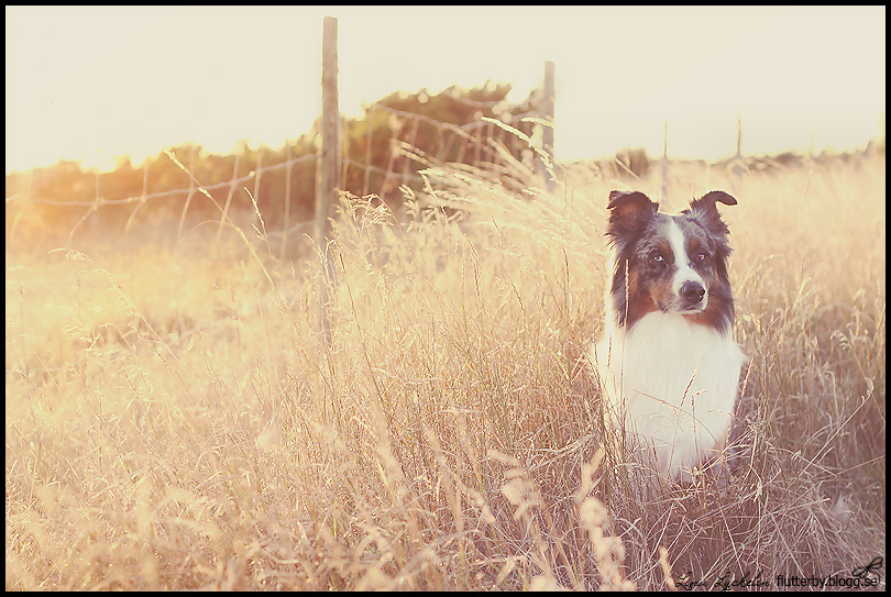 Australian shepherd in sunset