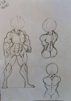 Male muscle Anatomy Part 2