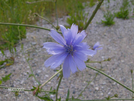 Purple flower