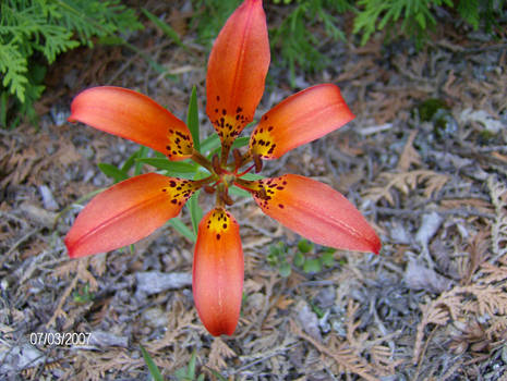 Tiger Lilly