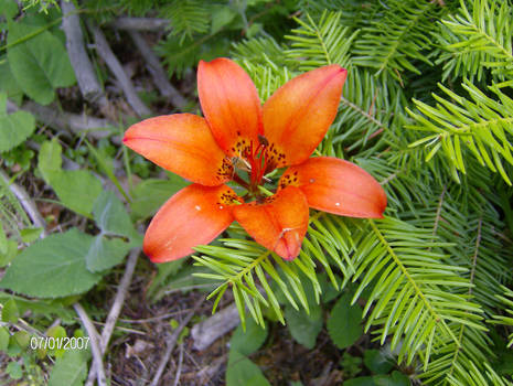 Tiger Lilly again